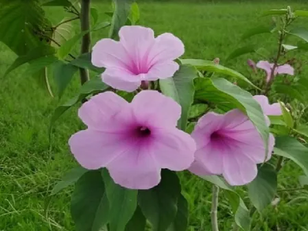 घर में जरूर लगाएं ये तीन पौधे, त्वचा और पेट संबंधी रोगों से मिलेगा छुटकारा