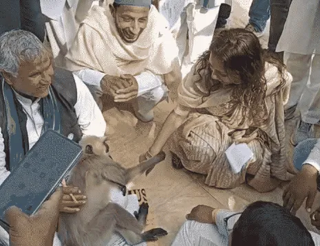 बागपत: जब एक लंगूर ने साड़ी खींचकर रोका डीएम का रास्ता, वायरल हुआ आईएएस का पशु प्रेम