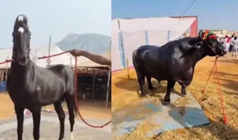 मेरठ: ग्राम नारंगपुर में 8 फरवरी को पं0 दीनदयाल उपाध्याय वृहद पशु आरोग्य शिविर