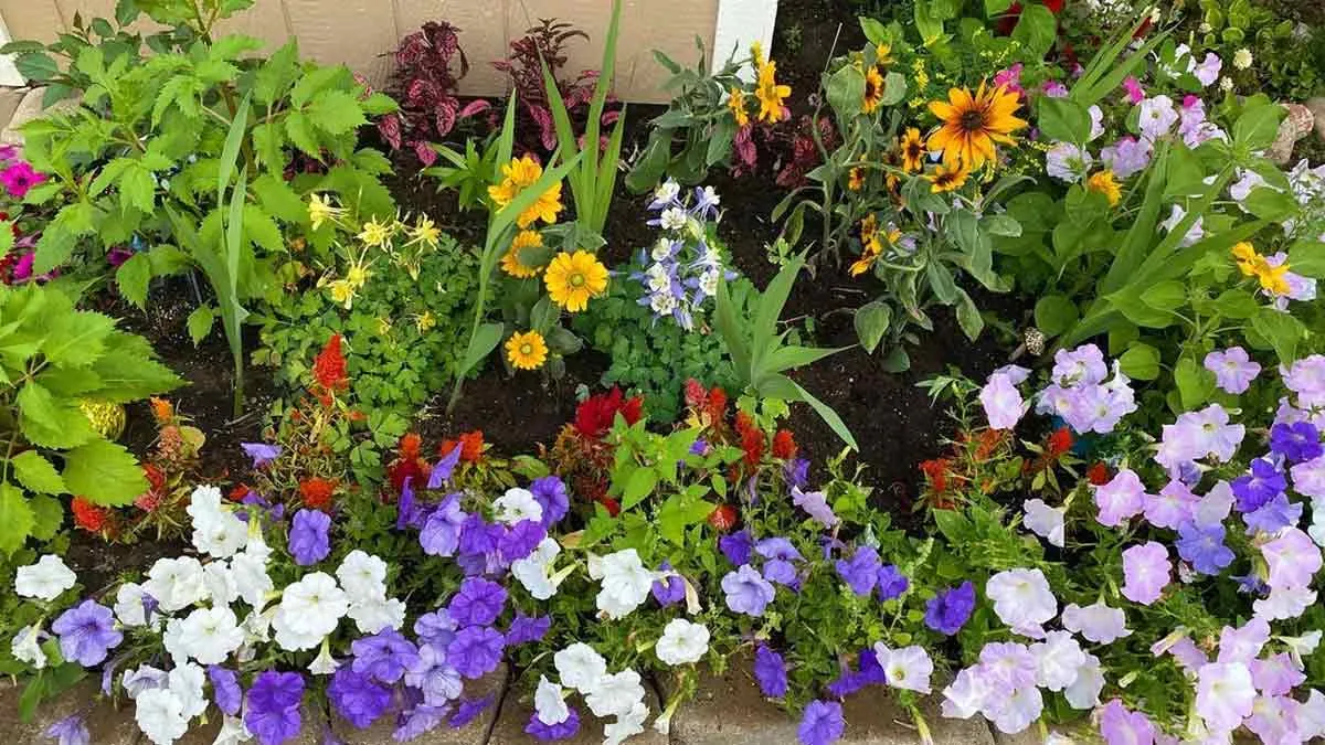 Home gardening tips: 40 रुपये का छोटा पैकेट और गमलों में कमाल, पौधों की सेहत बदलने का आसान तरीका