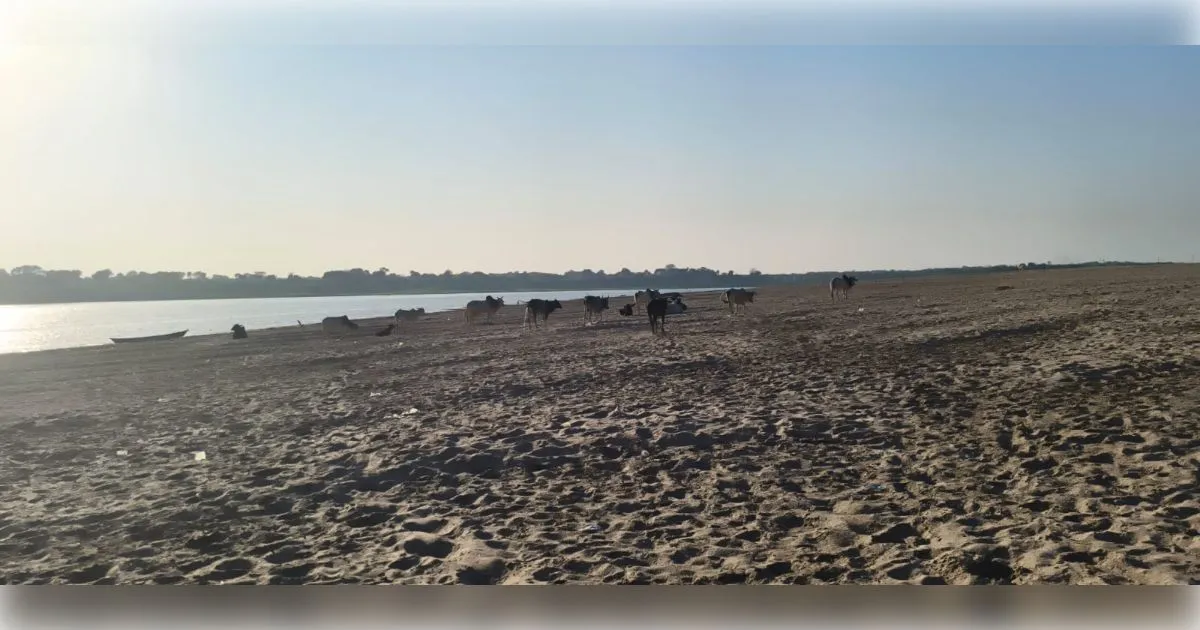 औरैया के बड़ी गूंज गांव में आक्रोश, फसल बर्बादी से भड़के किसान हुए कठोर: करंट वाले तारों के बीच भूखे-प्यासे कैद किए छुट्टा गोवंश