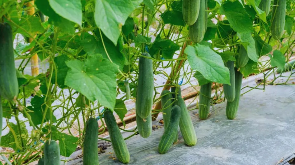 Cucumber Cultivation Tips: फरवरी मार्च में शुरू करें खीरा और ककड़ी की वैज्ञानिक खेती, कम समय में पाएं जबरदस्त मुनाफा