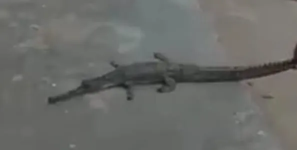 गंगा घाट पर मगरमच्छ दिखने से हड़कंप: स्नान करने वाले श्रद्धालुओं में बढ़ी दहशत