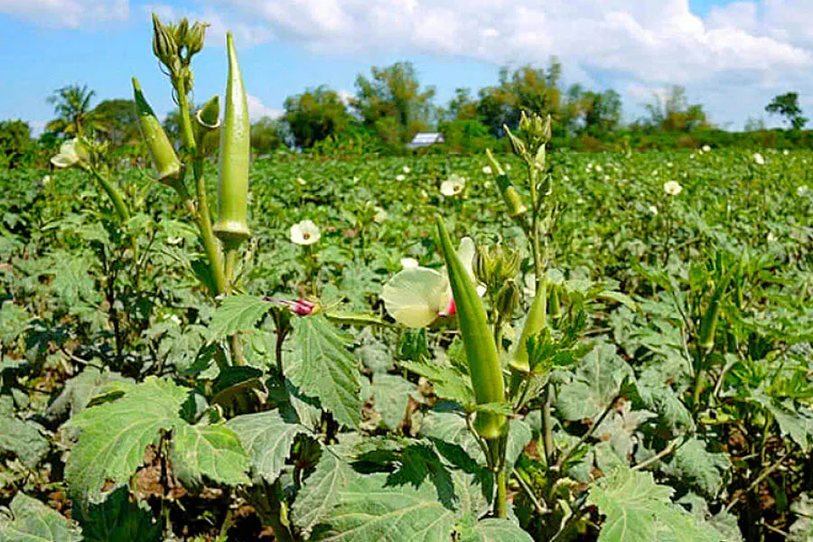 Bhindi Farming: फरवरी में भिंडी की बुवाई से ज्यादा पैदावार, सही किस्म चुनकर किसानों को मिल सकता है बड़ा फायदा