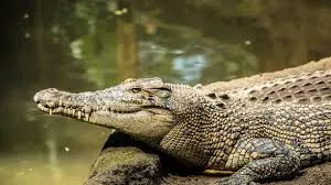 मुंबई के जुहू में घर के अंदर मगरमच्छ और कछुआ पालने का खुलासा, दोनों जीव सुरक्षित रेस्क्यू