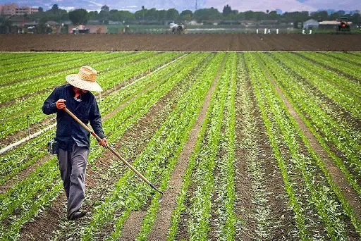 Multi Cropping Technique से कमाई चार गुना तक, फरवरी में भिंडी के साथ मूली पालक चुकंदर की सहफसली खेती बनेगी मुनाफे का नया रास्ता