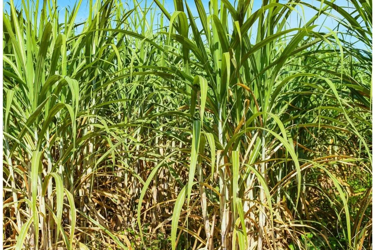 उत्तर प्रदेश में गन्ना विकास पर उच्चस्तरीय बैठक: नई किस्मों, टिश्यू कल्चर और परिशुद्ध खेती पर जोर