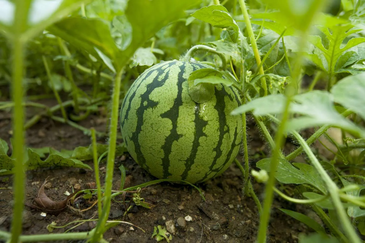 Early watermelon cultivation: फरवरी में अगेती तरबूज की खेती से बदलेगी किस्मत, सिर्फ 3 महीने में होगी जबरदस्त कमाई और बंपर मुनाफा