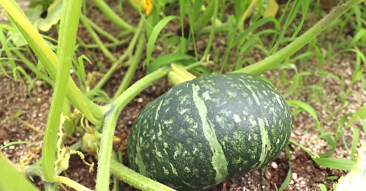 फरवरी में कद्दू की खेती, 60 दिन में तैयार होने वाली फसल से होगी किसानों की जबरदस्त कमाई