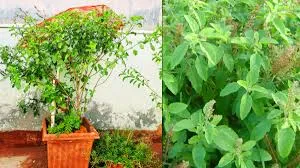Tulsi Plant: सूख चुका तुलसी का पौधा फिर से हरा भरा बनाने का आसान घरेलू तरीका
