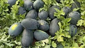 मार्च में तरबूज की खेती का गोल्डन फॉर्मूला, गर्मी में रिकॉर्ड पैदावार और तगड़ा मुनाफा पाने का सबसे आसान तरीका