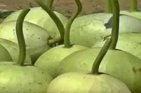 फरवरी में गोल लौकी की खेती से होगी तेज कमाई 45 दिन में तैयार फसल देगी शानदार मुनाफा