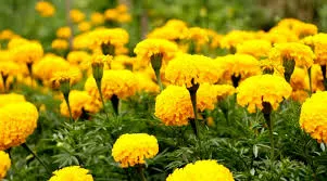 कम लागत में बड़ी कमाई का मौका, गेंदा फूल की खेती से बढ़ेगी आय, फसलों को भी मिलेगा फायदा