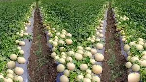 फरवरी में खरबूजे की खेती से कम समय में बंपर मुनाफा, ये हाइब्रिड किस्में बना देंगी खेत को कमाई की मशीन