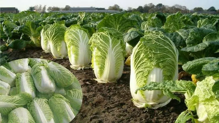 Chinese Cabbage Farming से कम लागत में लाखों की कमाई जानें उन्नत गोभी की पूरी खेती और मुनाफे का गणित