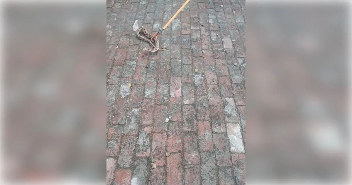 मुजफ्फरनगर: मोरना में रसल वाइपर सांप निकलने से हड़कंप, प्रेशर कुकर जैसी फुंकार सुनकर दहशत में आया परिवार