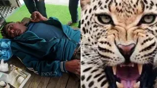 बिजनौर: हिदायतपुर टांडा गांव में गुलदार का कहर - महिला पर हमला करने के बाद किसान को गंभीर रूप से घायल किया, ग्रामीणों में दहशत