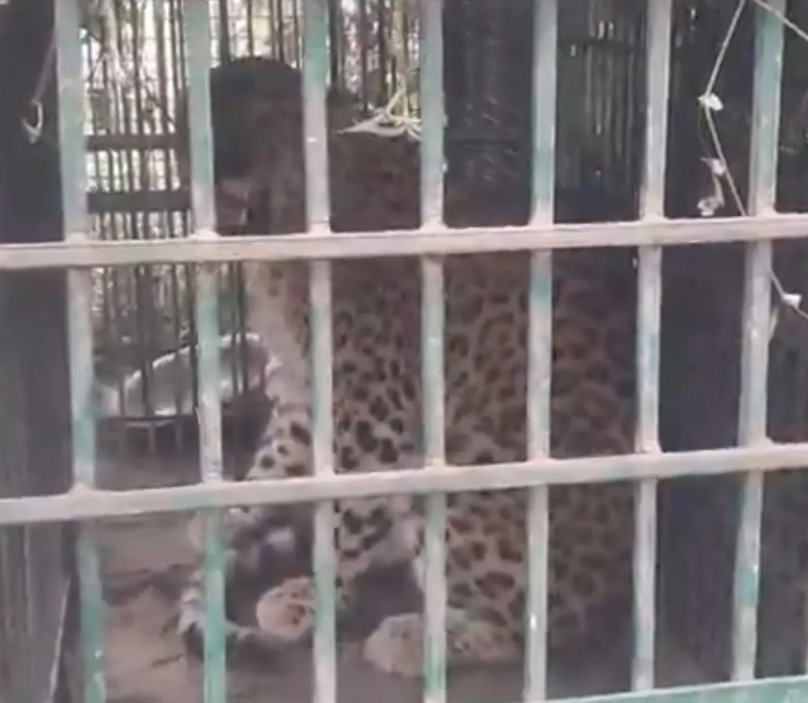 फैक्ट्री परिसर में लगा पिंजरा बना राहत का कारण, चार साल का तेंदुआ सुरक्षित पकड़ा गया, वन विभाग की सतर्कता से सफल रेस्क्यू