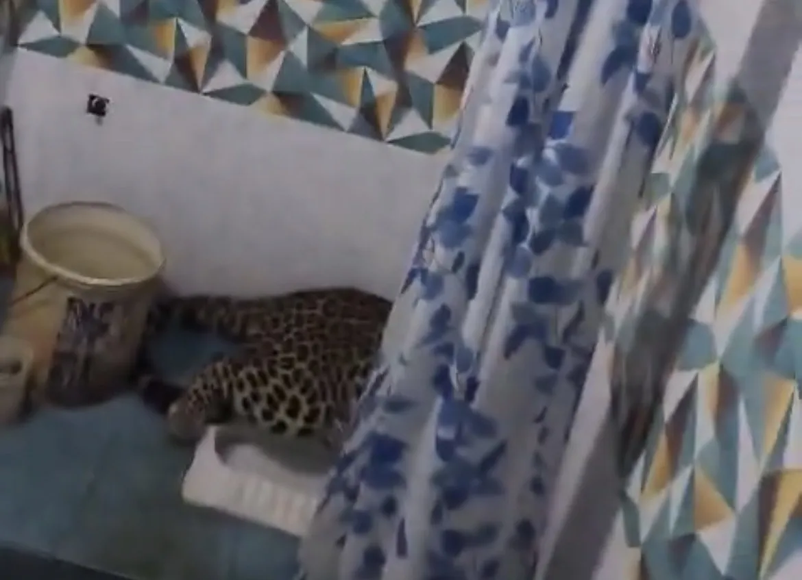 मुरादाबाद: पॉश इलाके के घर के बाथरूम में घुसा तेंदुआ, मचा हड़कंप