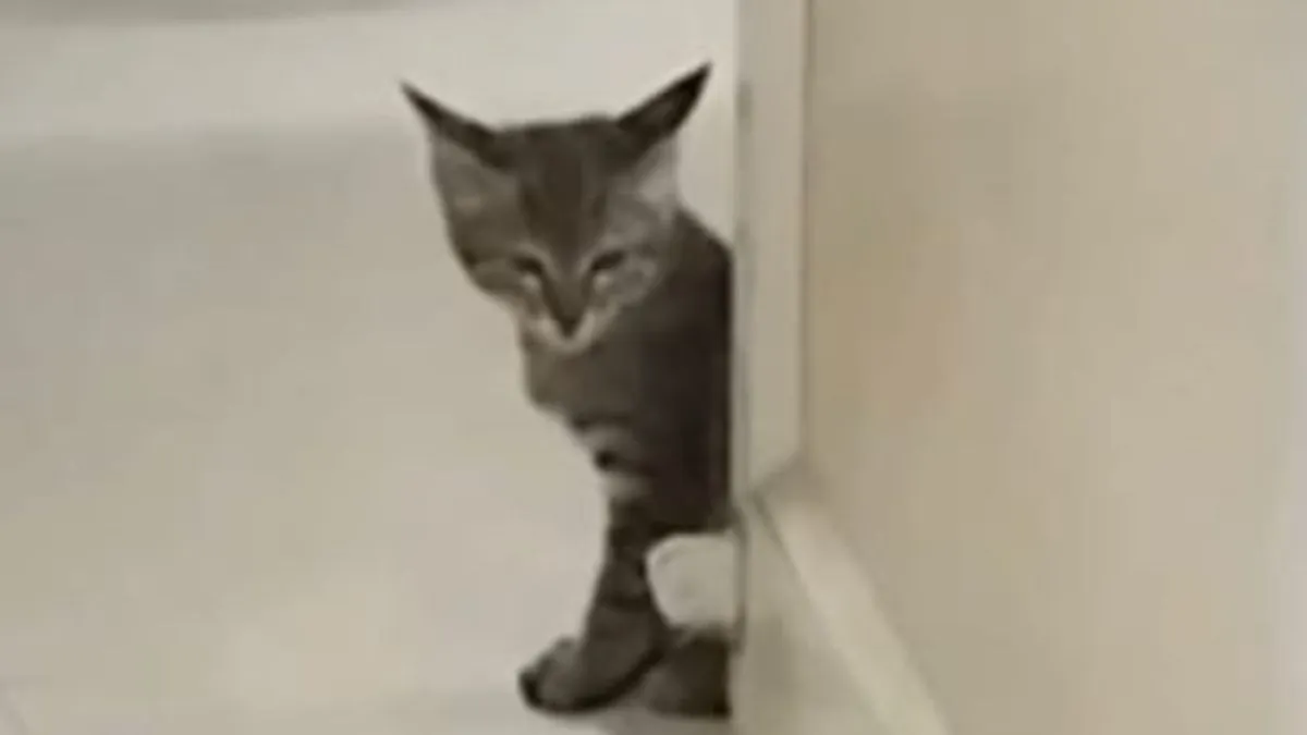 इंदौर एमवाय अस्पताल में फिर उठे सवाल, एचआईवी वार्ड और ओपीडी में बिल्लियों की मौजूदगी से संक्रमण नियंत्रण पर चिंता