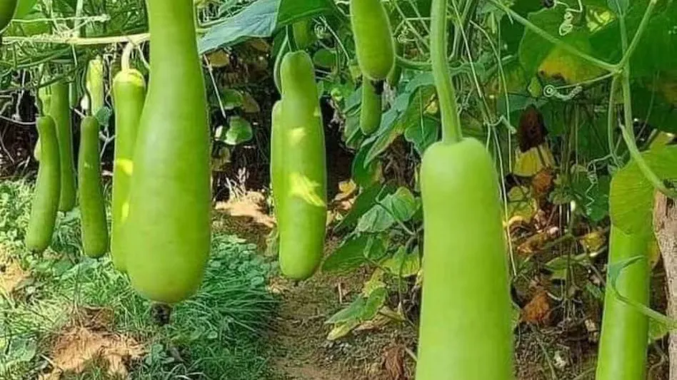 लौकी की खेती से 120 दिन में 45 टन तक उत्पादन सही किस्म और सिंचाई प्रबंधन से किसान बढ़ाएं कई गुना मुनाफा