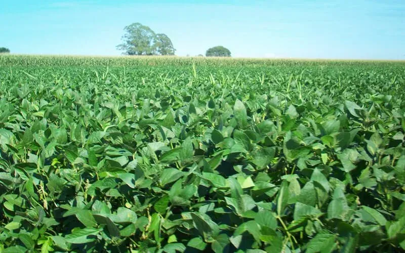 March farming crops: मार्च में करें इन 4 पारंपरिक फसलों की खेती कम लागत ज्यादा मुनाफा और मिट्टी भी बनेगी उपजाऊ