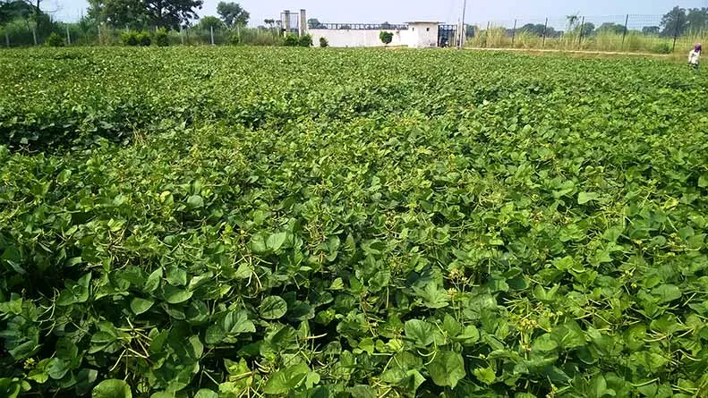 गेहूं सरसों के बाद खाली खेत से कमाएं बंपर मुनाफा , गर्मी की मूंग की खेती से 60 दिन में 50 हजार तक कमाई