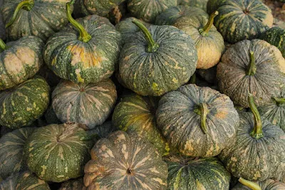 Profitable Kaddu Farming Technique: 45 दिन में तैयार होने वाली फसल से कम लागत में 80 हजार तक की कमाई