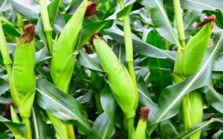 आलू के बाद जायद मक्का की खेती से बढ़ाएं मुनाफा जानें सही बुवाई और उत्पादन का वैज्ञानिक तरीका