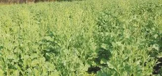 राय के साग की खेती से धमाकेदार कमाई शून्य लागत में बंपर उत्पादन , से बदल रही किसानों की तकदीर