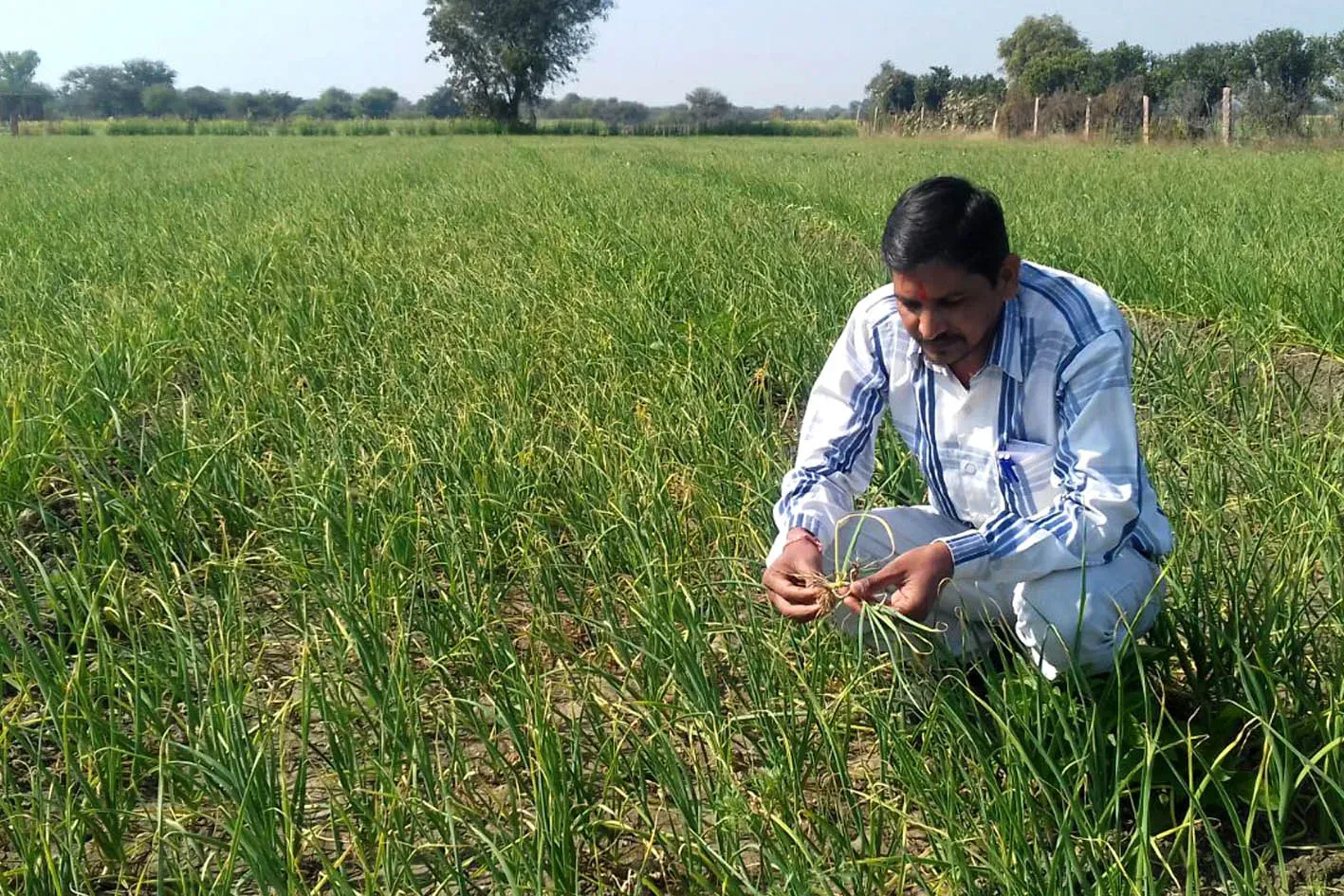 लहसुन की फसल में जड़ गलन और फफूंद का खतरा, समय पर करें सही उपचार वरना घटेगी पैदावार, जानें पूरी वैज्ञानिक सलाह