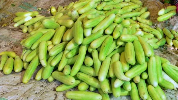 मार्च में खीरा की खेती से बंपर कमाई का सुनहरा मौका, Pusa Sanjog समेत उन्नत किस्मों से 50 दिन में शुरू होगा उत्पादन और मिलेगा जबरदस्त मुनाफा