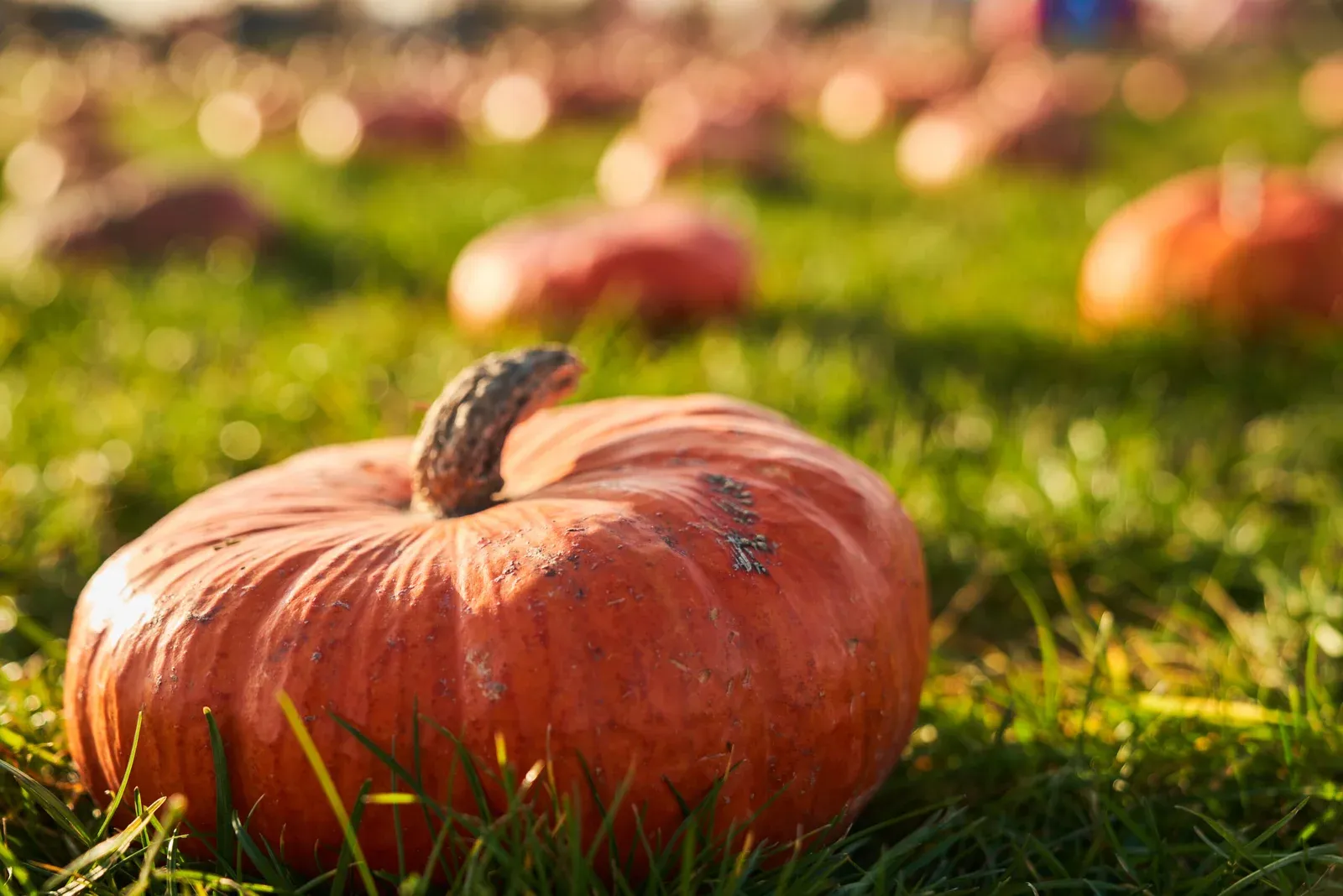 फरवरी मार्च में करें इस उन्नत कद्दू किस्म की बुवाई 30 टन प्रति हेक्टेयर तक पैदावार के साथ कम लागत में बढ़ाएं आय और पाएं शानदार मुनाफा