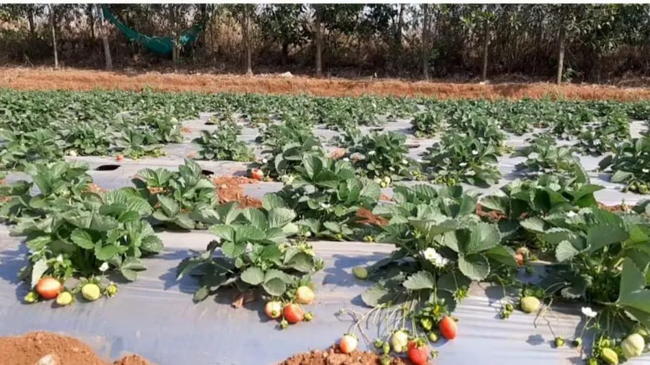 सिर्फ 90 दिन में 8 लाख तक की कमाई स्ट्रॉबेरी की खेती से बदल रही है गांव की तस्वीर .कम लागत में बड़ा मुनाफा देने वाली नगदी फसल