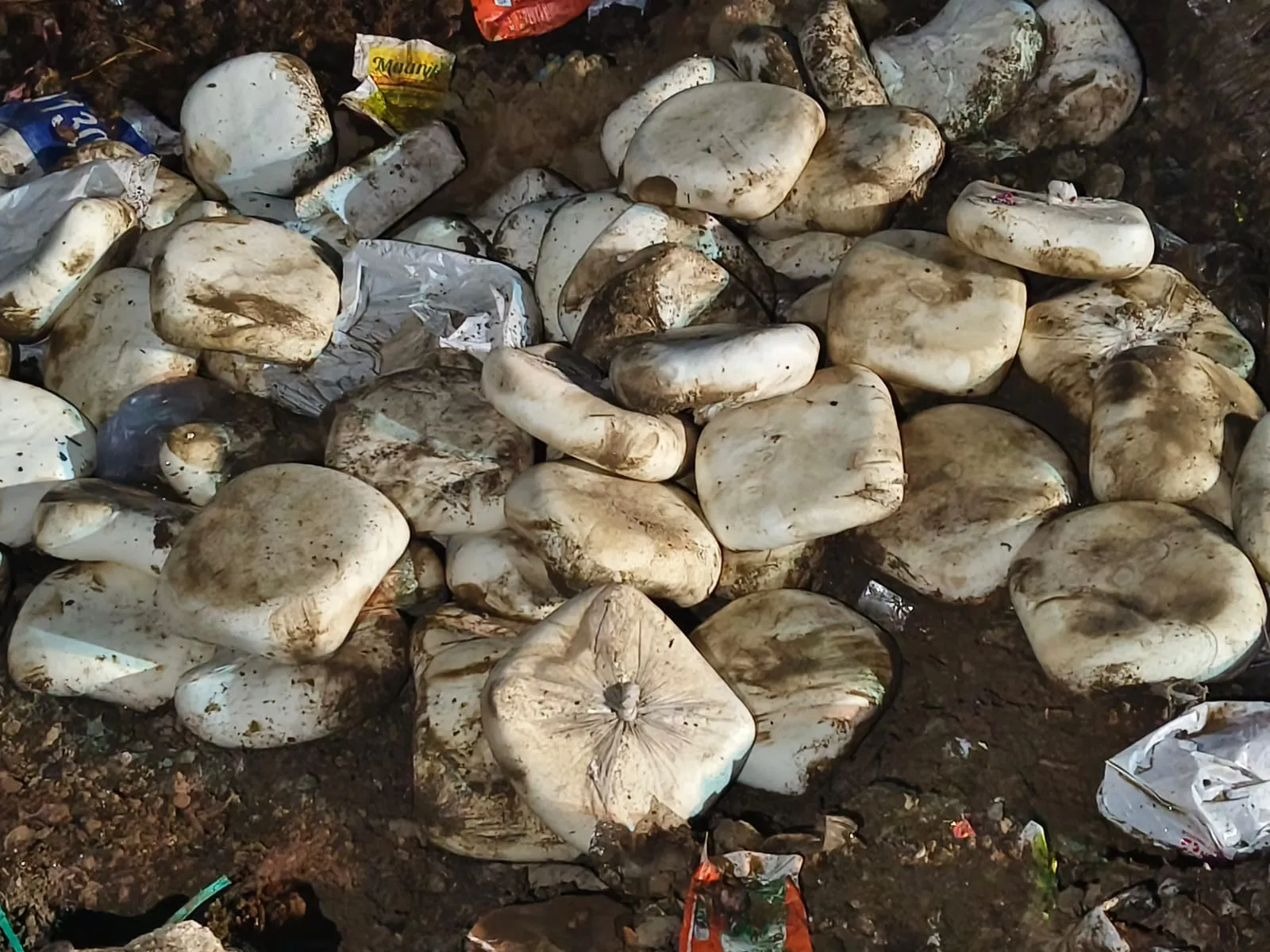 सावधान! गाजियाबाद में होली और रमजान से पहले 'जहरीले' पनीर-मावे की बड़ी खेप पकड़ी