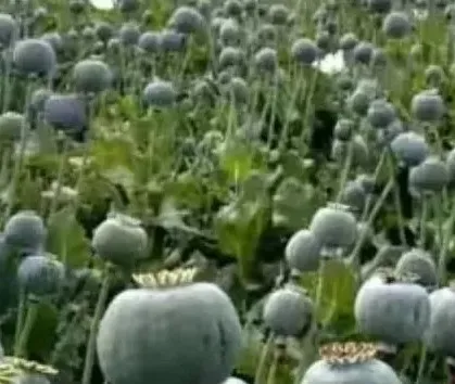 सहारनपुर: देवबंद में नशे की फसल, पकड़ी गई अफीम की अवैध खेती, सात पर मामला दर्ज