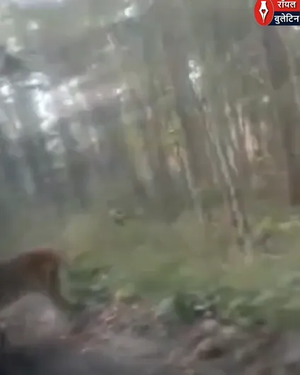 कार पर झपटा बाघ! दुधवा के पास रोमांचक और डरावना मंजर कैमरे में कैद