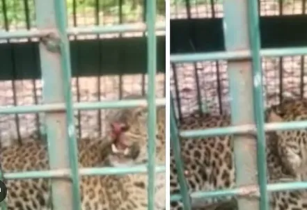 बिजनौर में घायल गुलदार मिलने से हड़कंप, देखने उमड़ी भीड़