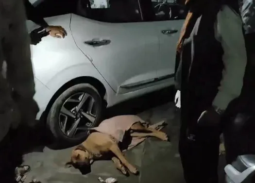 मुजफ्फरनगर: बेजुबान पर हैवानियत, युवक ने कुत्ते को जमीन पर पटक-पटक कर मार डाला, सीसीटीवी में कैद हुई क्रूरता