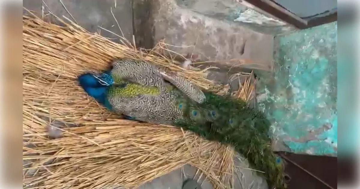 मुजफ्फरनगर: चरथावल के जंगल में मिला घायल राष्ट्रीय पक्षी मोर, पशु प्रेमियों और वन विभाग ने बचाई जान