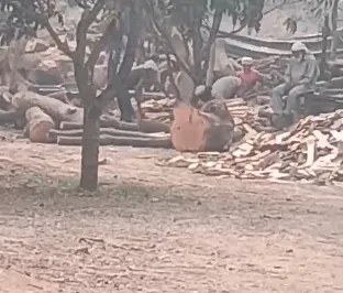 शामली: गढ़ी अब्दुल्ला में अवैध आरा मशीनों का खेल, सोशल मीडिया पर वीडियो वायरल होने से वन विभाग में हड़कंप