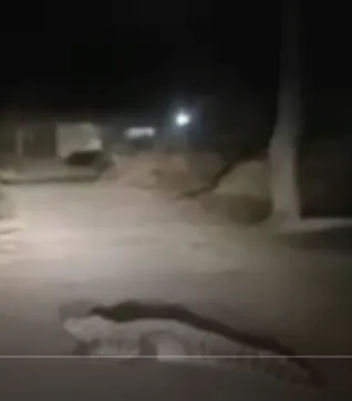 सड़क पर अचानक दिखा मगरमच्छ! बहराइच में दहशत, कार सवार ने बनाया वीडियो