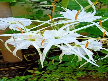 सुदर्शन: नाम की तरह सर्वगुण संपन्न है यह पौधा, गठिया जैसी बीमारी में भी देगा आराम 