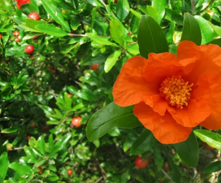 सिर्फ फल ही नहीं, अनार के फूल में भी छिपा है सेहत का खजाना