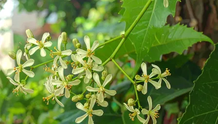 हीटवेव से अपच तक को दूर करने में कारगर, गर्मी में सेहत के लिए वरदान से कम नहीं 'नीम का फूल' 