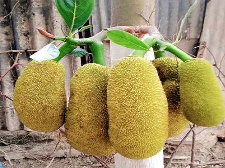 गर्मियों में फाइबर का बेहतरीन स्रोत है कटहल, हृदय को देगा नई मजबूती 