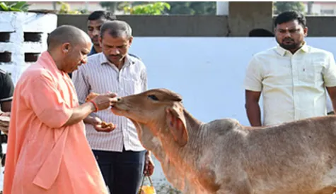 गोरखनाथ मंदिर की गोशाला में CM योगी ने ‘भोले’ नंदी महाराज को सहलाया, दिया सेवा और करुणा का संदेश