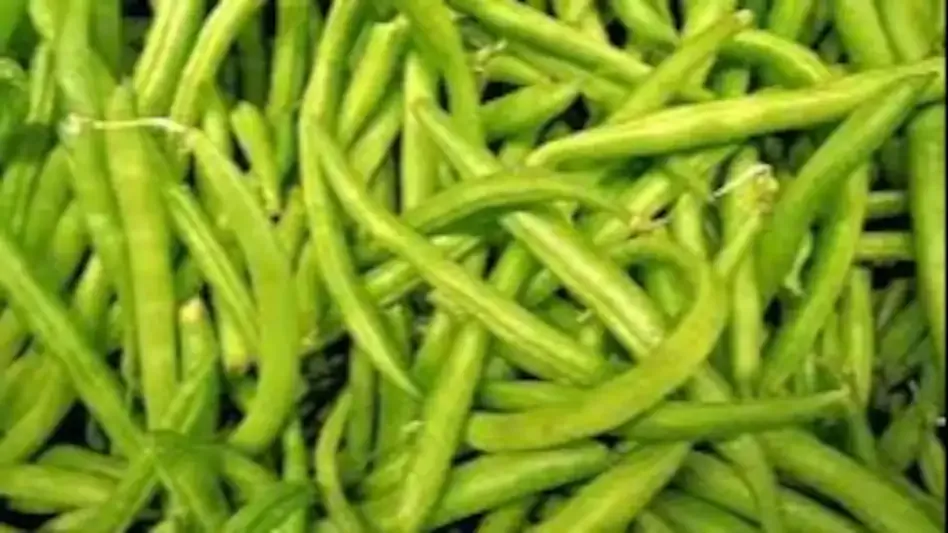 ग्वार की खेती से बदल सकती है किसानों की किस्मत अंतरराष्ट्रीय बाजार में ग्वार गम की बढ़ती मांग से मिलेगा बड़ा मुनाफा