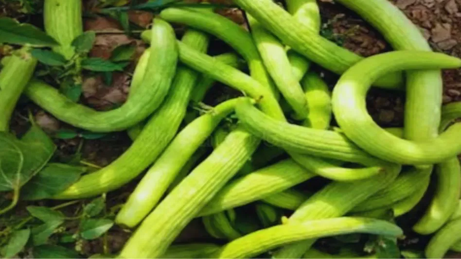 जायद सीजन की सुपरहिट फसल तर ककड़ी 60 दिन में तैयार और एक एकड़ से 1 लाख तक कमाई