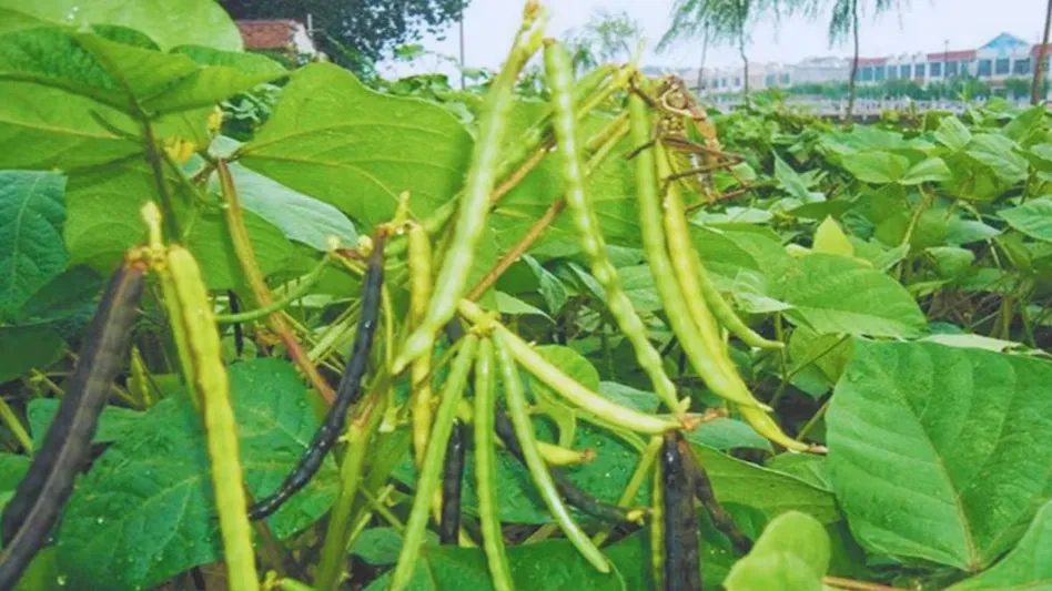 मार्च में मूंग की खेती से कमाएं अतिरिक्त मुनाफा 60 दिन में तैयार होगी फसल और बढ़ेगी मिट्टी की उर्वरता